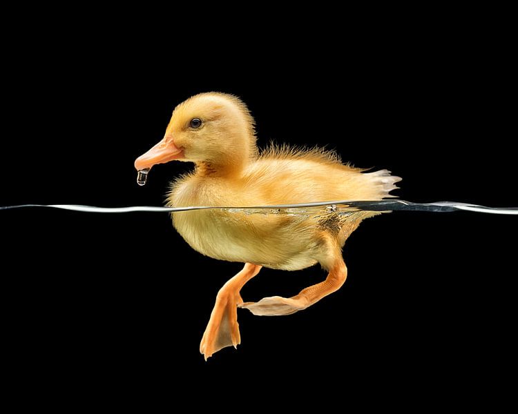 Baby duckling by Robert van der Borg
