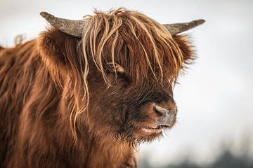 Gros plan sur un Highlander écossais