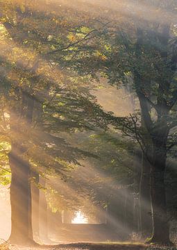 Magisch Licht van Dennis Borman