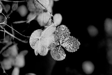 Hortensias flétris 01 | Image | Noir et blanc sur Yvonne Warmerdam