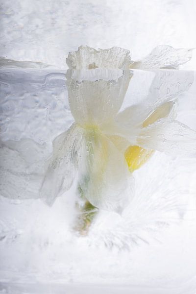 Witte narcis in ijs van Marc Heiligenstein