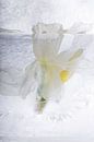 Witte narcis in ijs van Marc Heiligenstein thumbnail