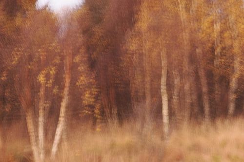 Herfst in de Hoge Venen