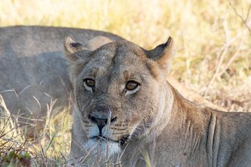 Lions of the Okavango
