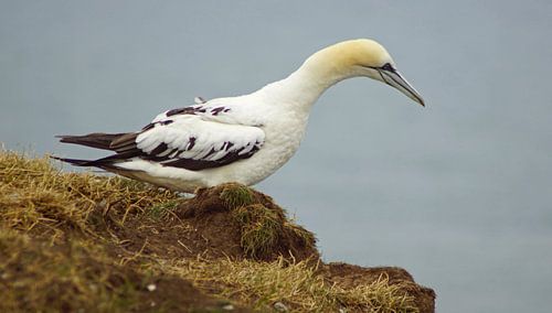 Vogels bij Bempton Cliffs