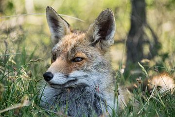 Red fox. sur Robert Moeliker