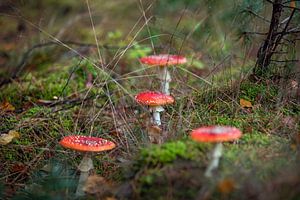 Rot mit weißen Tupfen