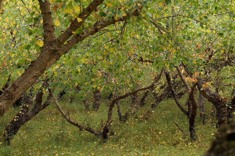 autumn approaching by Madeltijntje