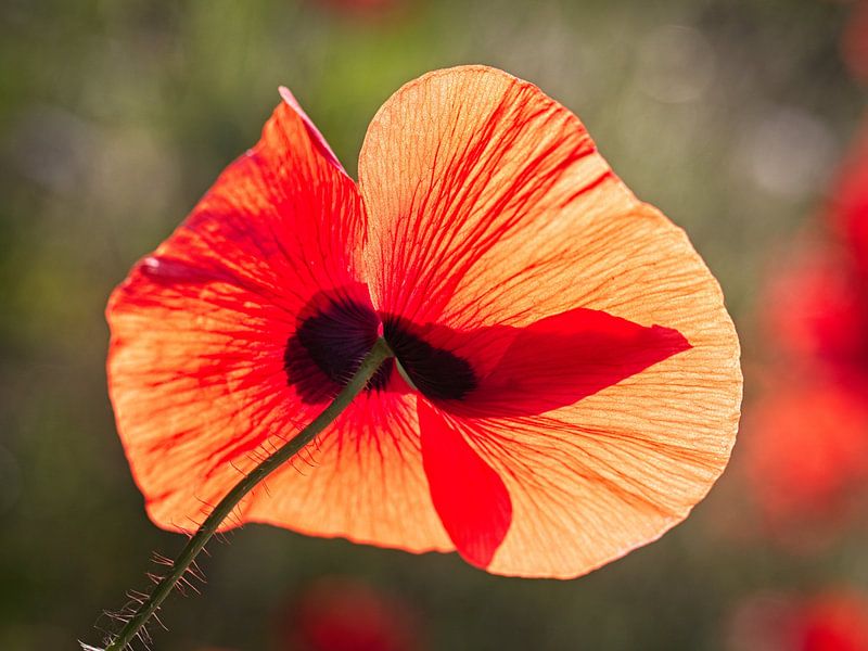Poppy by Rob Boon