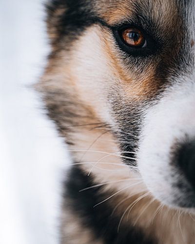Husky Portrait I