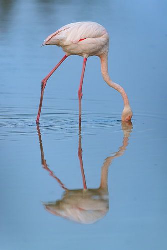 Rosaflamingo (Phoenicopterus roseus)