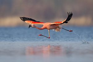 Chileense flamingo van Aldert Verboom