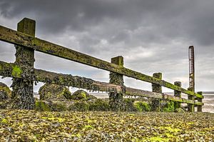 Wooden fence with algae