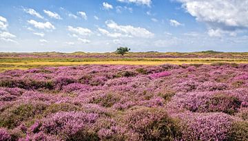 Heide in bloei in de duinen op Texel / Heather in bloom on Texel. by Justin Sinner Pictures ( Fotograaf op Texel)