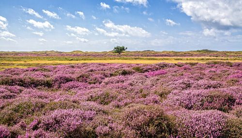 Heide in bloei in de duinen op Texel / Heather in bloom on Texel.