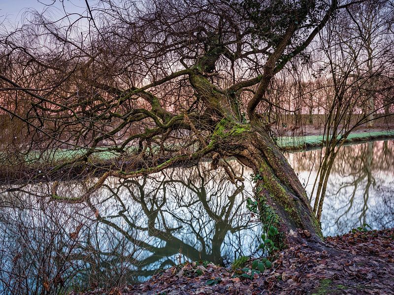 Arbre dans le parc du château d'Elsloo par Rob Boon