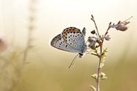 Heideblauwtje op dopheide in het Bargerveen