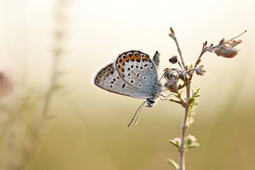 Heideblauwtje op dopheide in het Bargerveen