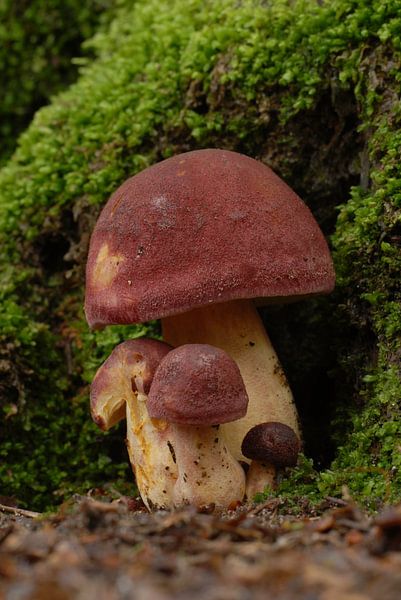 Zwam met rode hoed by Rafael Delaedt