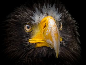 Stelling White-tailed Eagle by Karel Ton