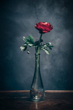 Dark red ranunculus by Steffen Gierok