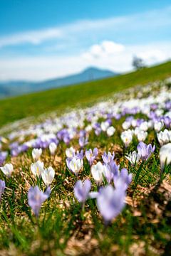 Crocus meadow at Mittagberg with view to the Grünten mountain by Leo Schindzielorz