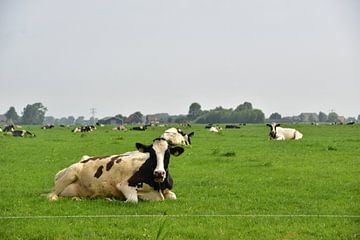 Koeien in Friesland van Michael de Boer