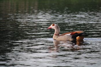 Swimming Egyptian goose