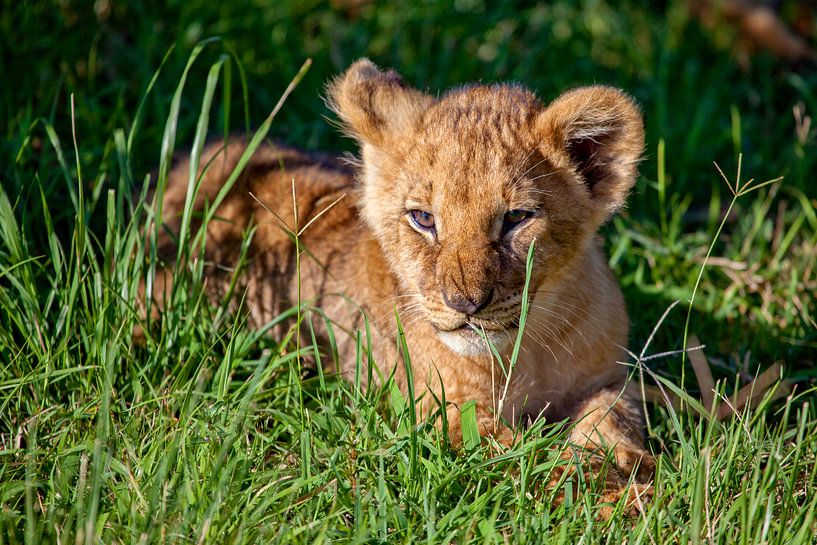 Leeuwin Kind van Peter Michel