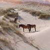 Paarden in de duinen von zippora wiese