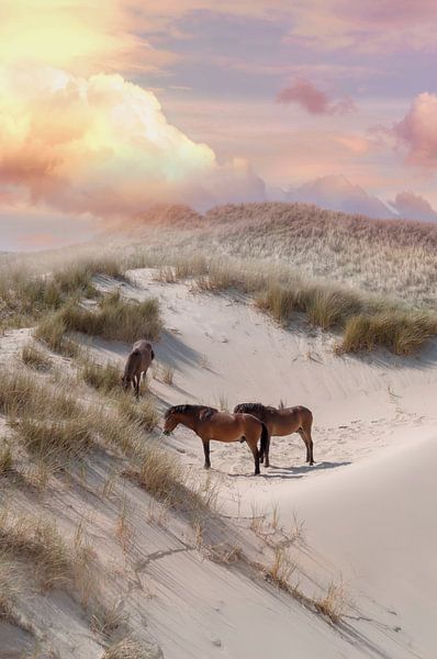 Paarden in de duinen van zippora wiese