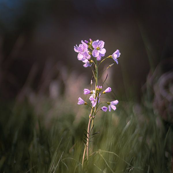 Spring Flower by Dennis van den Berg