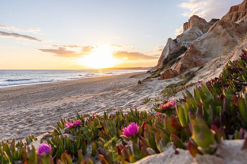 Zonsondergang op het zandstrand Praia da Falésia. Kliffen Roze bloemen bij Albufeira, Portugal
