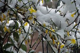 Das Gelb des Winterjasmin vermischt mit dem Weiß des Schnees von wil spijker