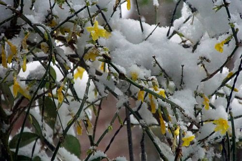Yellow of Winter Jasmine mixed with the white of snow