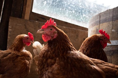 Overnachten in een kippenhok