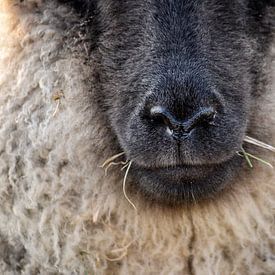 Het schaap en zijn neus van Ineke Timmermans
