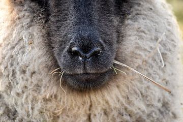 Sheep and it's nose by Ineke Timmermans
