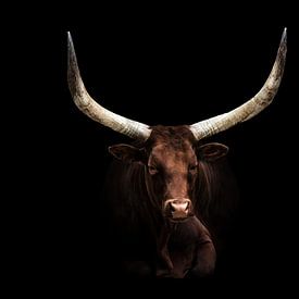 Portrait of an Ankole-Watusi Longhorn Cattle by Leny Silina Helmig