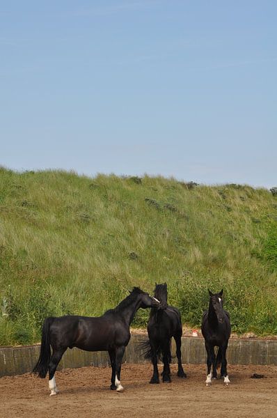 Paarden par Dennis Visser