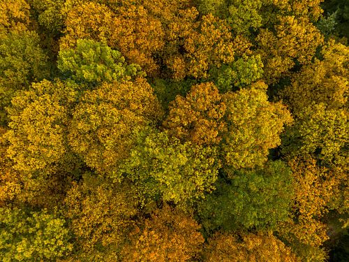 Herfstbos met kleurrijke bladeren van bovenaf gezien