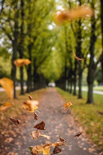 Dreamlike avenue with falling, colourful leaves in autumn