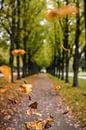 Droomachtige laan met vallende, kleurrijke bladeren in de herfst van Fabian Bracht thumbnail