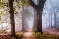 Lane of lucid love by Tvurk Photography thumbnail