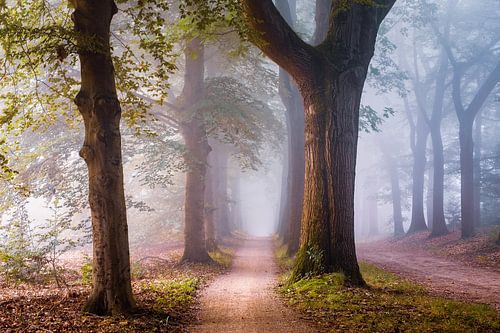 Allee der luziden Liebe von Tvurk Photography