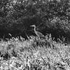 Reiger, Wassenaar van Yanuschka | Fotografie Noordwijk