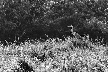 Heron in backlight, black and white by Yanuschka Fotografie | Noordwijk