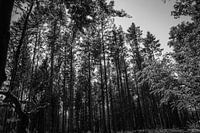 Bomen (Nederland) Drenthe
