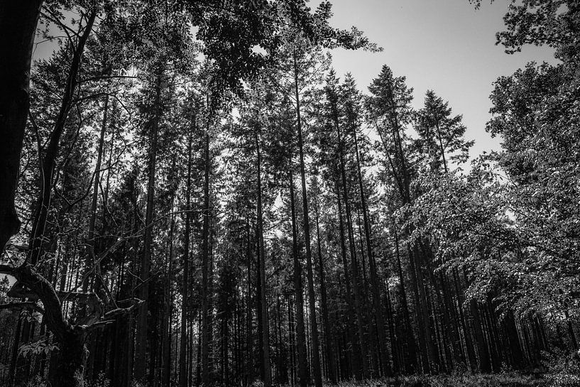 Trees in The Netherlands by Tieme Snijders
