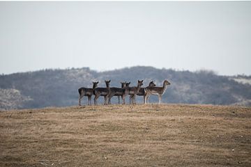 Gruppe von Hirschen in Dünenlandschaft von Thomas Thiemann